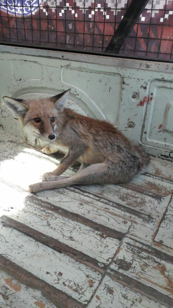 کشف یک قلاده روباه در ابزار فروشی در پردیس