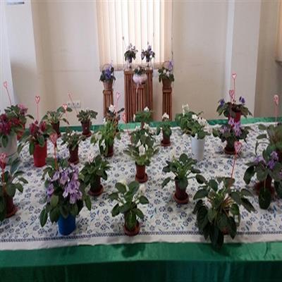 نمایشگاه گل "بنفشه آفریقایی" در پردیس