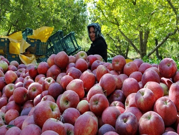 سیب دماوند