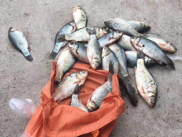 صید ماهی ماملو