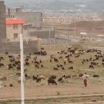 عشایر شهر پردیس