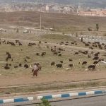 عشایر شهر پردیس