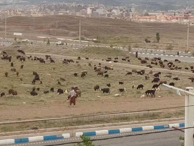 عشایر شهر پردیس