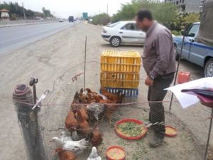 عرضه طیور دماوند پردیس